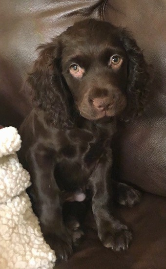 boykin spaniel with long tail