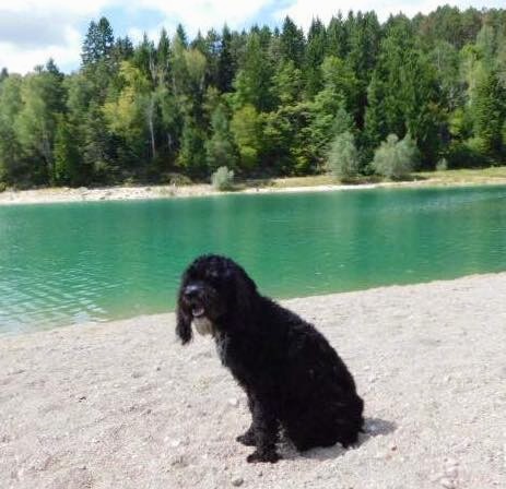 A black shaggy looking dog with white on his chin and long drop ears with a big black nose and dark eyes sitting down on a sandy beach next to green water with trees in the distance across the water.