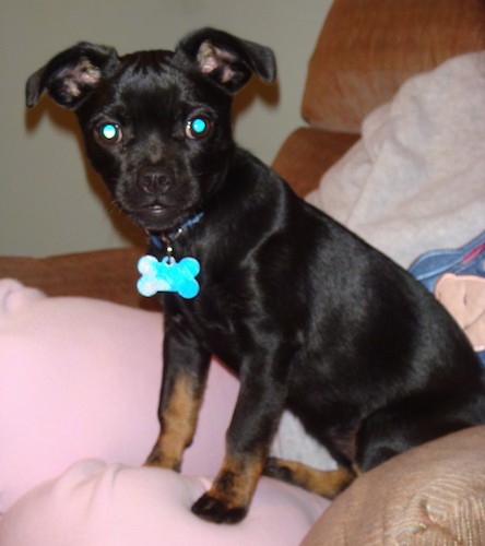 A small black puppy with a short shiny coat, wide round eyes, ears that stick out and fold down to the sides and tan on her legs sitting down on a person's bed.