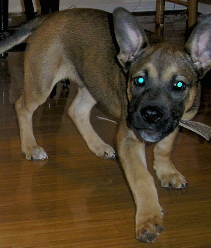 A large breed puppy with big perk ears, round eyes, a black nose, a tan body with a black snout, large paws and a long tail standing on a hardwood floor looking playful.