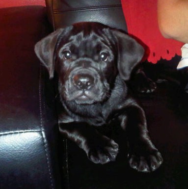 english bulldog lab mix puppies