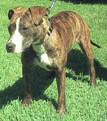 bull terrier and pitbull mix