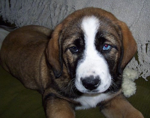 english staffy x bullmastiff