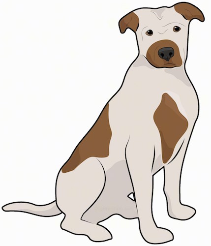Front side view of a drawing of a tan and brown spotted, wide chested, dog with small ears that fold down and out to the sides and a black nose and dark eyes.