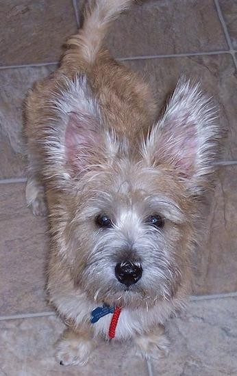 View from the top looking down at a scruffy but soft looking tan dog with wide round dark eyes and a black nose standing in a kitchen looking up. The dog has a long tail and long fringe hair on his large perk ears.