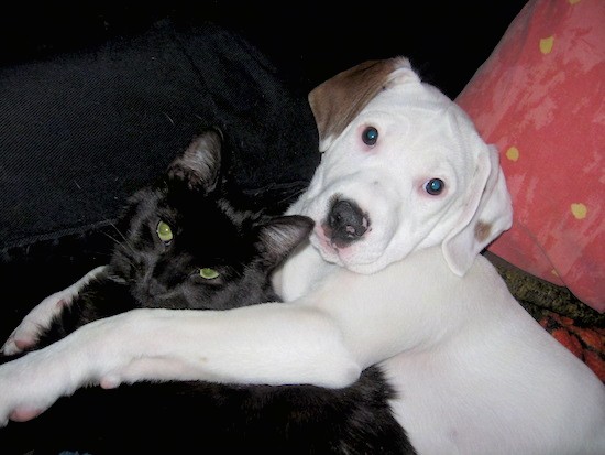 A short-haired, soft-looking white dog with tan on his drop ears laying down with his front paws on top of a longhaired black cat. The puppy has wide eyes and a black nose.