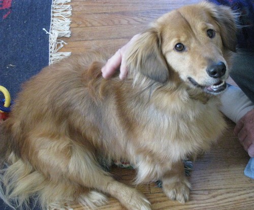 A brownish tan with shades of black short-legged dog that is low to the ground with a long body, ears that hang down to the sides with longer fringe hair on them, round brown eyes and a black nose sitting down on a hardwood floor next to a blue rug. The dog has longer fringe hair on his underside and tail. There is a man's hand on the dog's back and the dog looks happy.