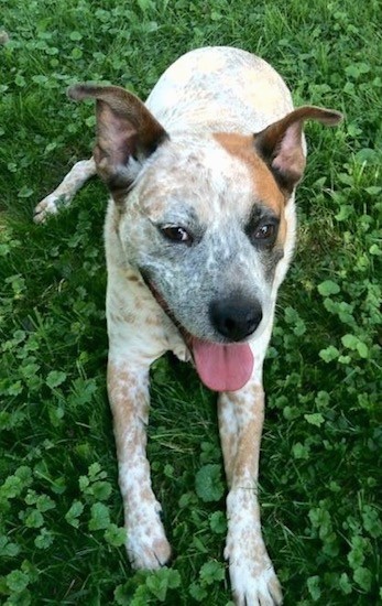 View from the top looking down at a smiling red and white ticked dog with black around its right eye and tan around one ear laying down in the grass. The dogs pink tongue is showing and it has black eyes.