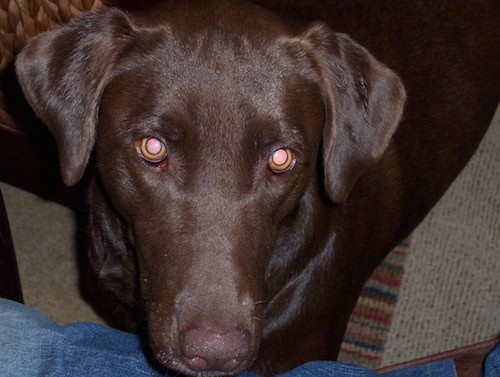 View from the top looking down at a dark brown dog who is standing in front of a person in jeans. The dog has soft looking ears that hang down to the sides and wide round eyes.