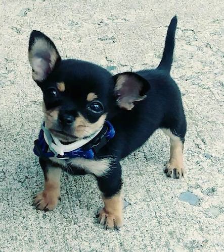 Image result for Jet Black chihuahua