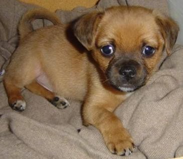 japanese chin and chihuahua mix