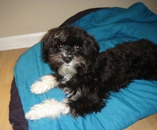 Side view of a soft-looking, thick-coated furry black dog with white on the front of his paws, white on his chin and a black nose with wide round eyes and ears that hang down to the sides laying down on a blue blanket on top of a hardwood floor.