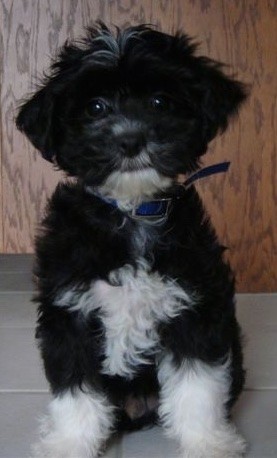 Front view of a soft, fluffy black puppy with white on his chin, chest and front paws sitting down on a white tiled floor in front of a wooden cabinet. The pup is wearing a blue collar, has a black nose and wide dark eyes with ears that hang down to the sides.