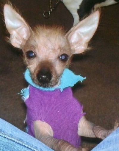 A little hairless puppy with skin that is wrinkled and a little bit of hairs sticking out of his head and ears and around his face wearing a purple and blue shirt standing up with his front paws up on a person wearing jeans.