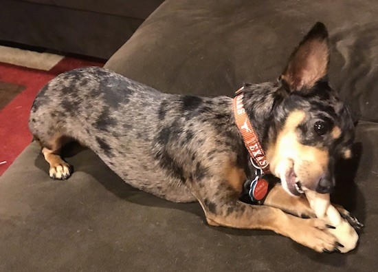 Side view of a small gray dog with black patches and solid tan paws and muzzle with large perk ears and wide round dark eyes chewing on a rawhide bone on a brown couch. There are several dog tags hanging from its brown collar.