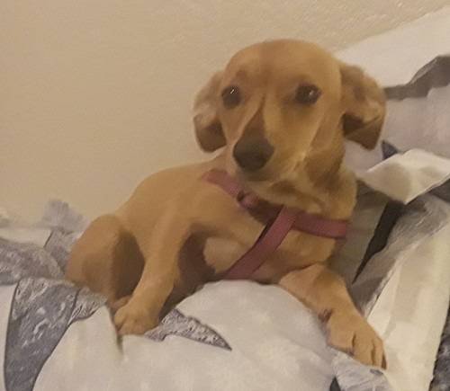 A little tan dog with a triangle of brown on the front of her snout laying down on a person's bed.