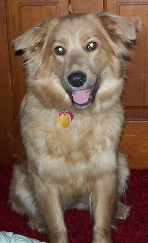 mixed chow chow puppies