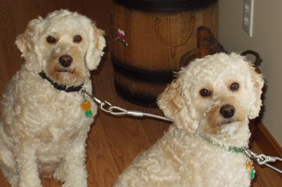 cockapoo mix puppies