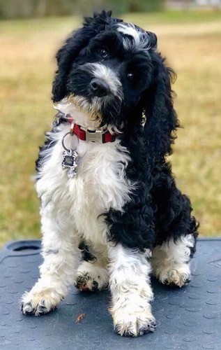 Front view of a wavy-coated black and white soft looking dog with long ears that hang down to the sides, a black nose and dark eyes with his head tilted to the side sitting down outside on a table wearing a red collar