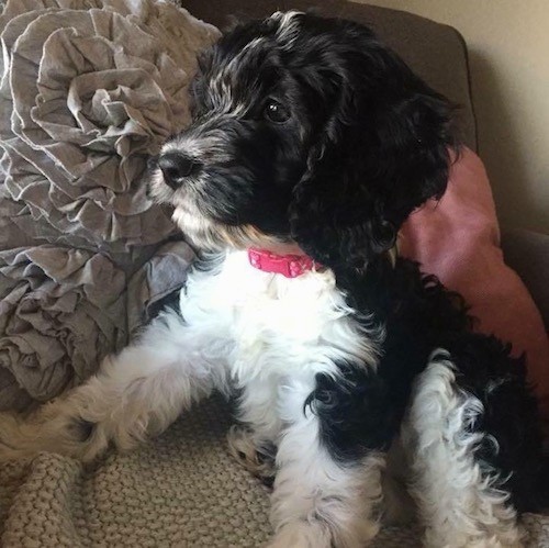 Side view of a small black and white, soft, wavy coated puppy with a black nose and dark eyes lying down on a couch looking to the left 