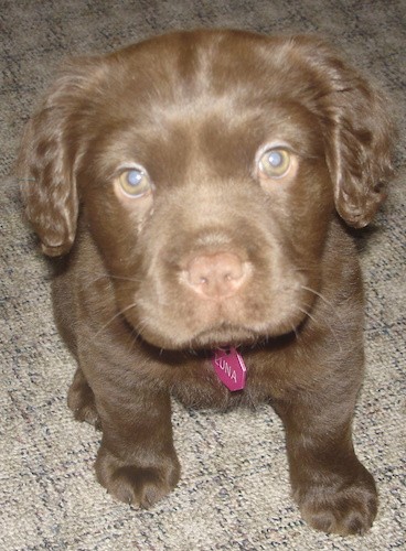 View from above looking down on a thick bodied, square-headed, brown-eyed, brown-nosed puppy. The pup is wearing a pink dog tag that says Luna. Her ears are small and hang down to the sides with soft wavy fur on them.