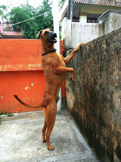 A large brown dog with a long black muzzle, black nose and black ears that fold over and out to the sides wearing a black collar jumped up with his front paw on a concrete wall. The dog has a long tail. His mouth is open and he looks happy. There is a red wall behind him.