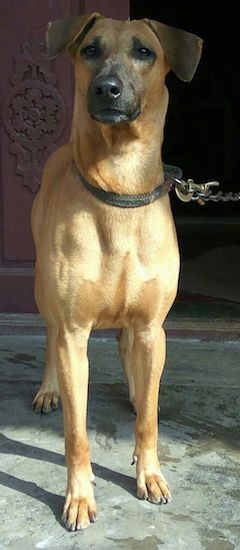 Front view - A brown dog with wide ears that fold over to the front, a long black muzzle and a black nose wearing a black collar standing on concrete in front of a pink concrete wall.