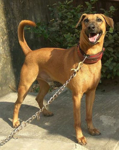 Side view - A brown dog with wide ears that fold over to the sides, a long black muzzle and a black nose wearing a brown collar standing on concrete in front of a pink concrete wall. The dog has a long tail that is curled in a u-shape over his back. His eyes are brown and his nose is black.