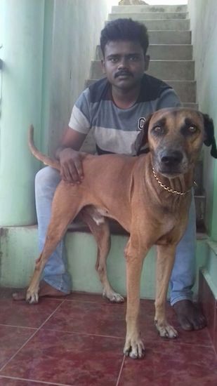 A man sitting on the bottom step of a concrete stairwell with his hand on a tall brown dog with a black muzzle and a black nose. The dog has brown eyes and a long tail.