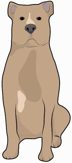 Front view drawing of a brown and tan dog with a wide chest, large head, small cropped ears, a large black nose and dark eyes sitting down.