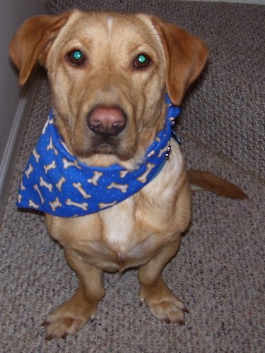 Front view drawing of a tan colored. low to the ground dog with very short legs that turn out to the sides, a big head that looks like a yellow lab, round eyes and a light liver colored nose sitting down wearing a bandanna