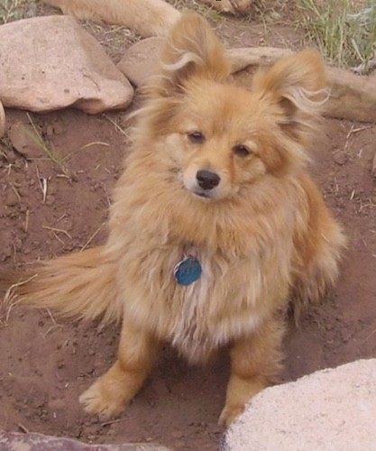 fox nose pomeranian