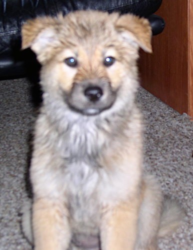 Front view of a fluffy little tan and black coydog with small ears that fold over at the tips in a v-shape sitting down on a tan carpet.