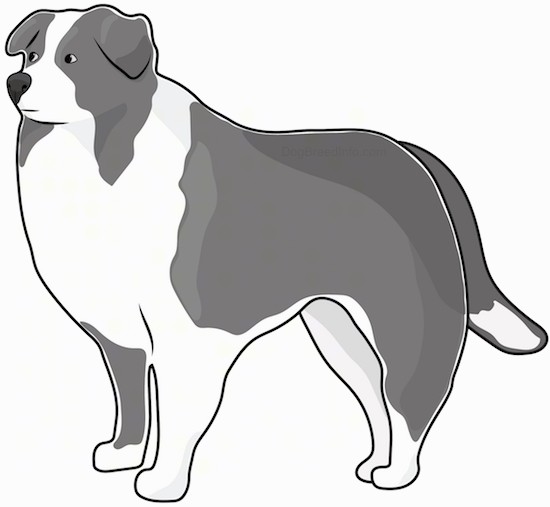 Side view drawing of a black dark gray and white thick coated collie type sheepdog with small fold over ears and a long thick tail standing.