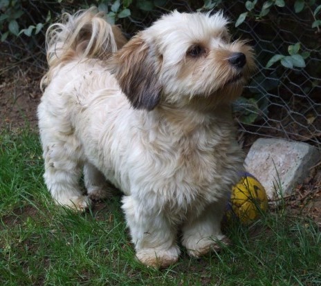 A little wavy coated tan dog  with short legs, darker ears that hang down to the sides and a long haired tail that curls up over her back standing in grass next to a yellow ball and a large rock in front of a garden.