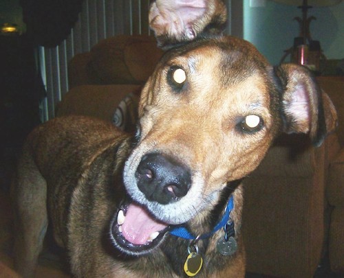 Front view of a tan, brown and black dog with small ears that stand up and fold over to the front at the tips, a black nose, wide round eyes, a pink tongue and a long muzzle looking forward in a living room looking happy. The dog is wearing a blue collar with dog tags hanging from it.