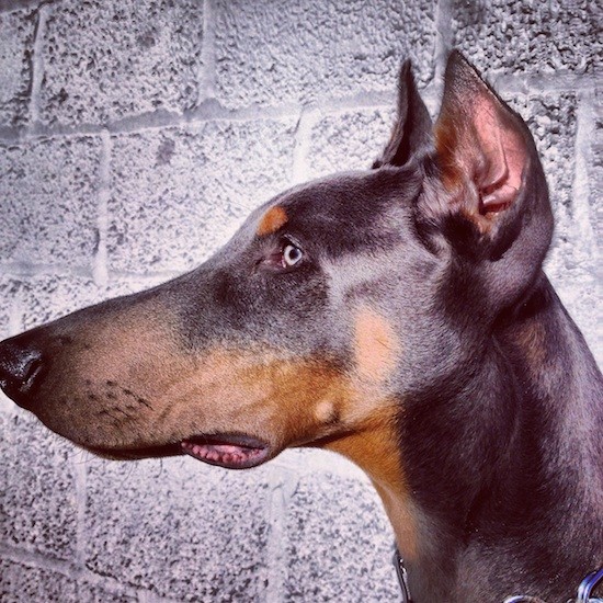 Close up side view head shot of a short haired brown with tan dog that has a long muzzle and blue eyes with perk ears that were cut to a point looking to the left.