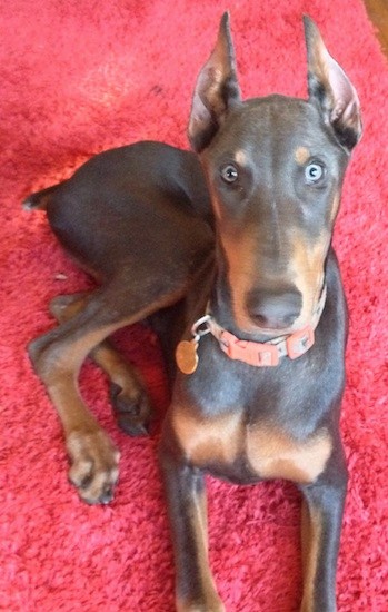 A large breed brown with tan dog laying down on a red carpet looking up at the camera. The dog has blue eyes and erect ears that are cut to a point.