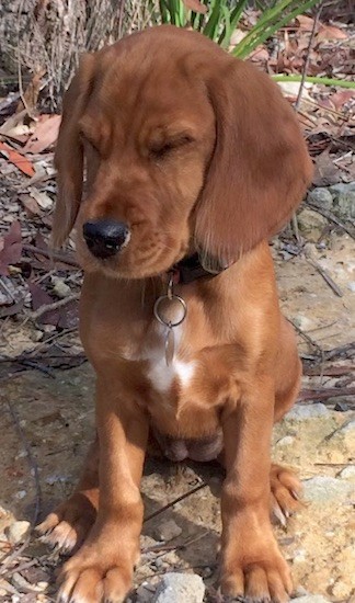 An orange puppy with long soft looking ears and a little bit of white on its chest with very large paws and a black nose sitting in dirt with its eyes closed.
