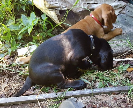 Two puppies sitting down outside in grass adn dirt. One puppy is red-brown and the other is black. The red-brown puppy is climbing up on a rock that is out in a yard with trash around it.