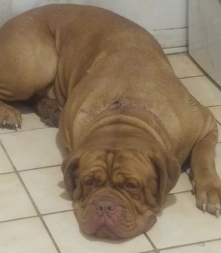 A huge brown dog with a big winkly head and a lot of extra skin laying down on a tan tiled floor