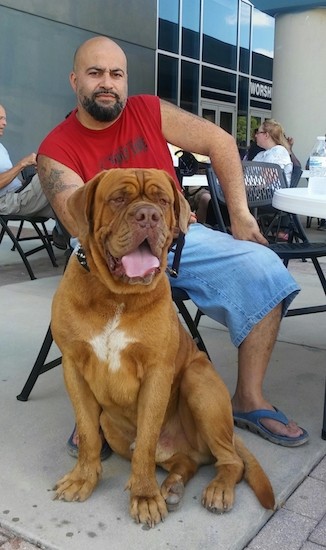 A man in a red shirt sitting outside at a restaurant with an extra large orange colored dog that has a patch of white on his wide chest, a big head with wrinkles and big paws