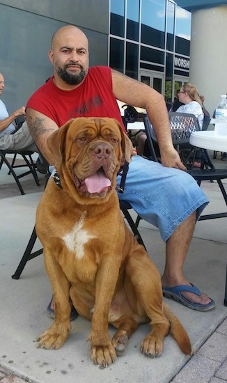 large french mastiff