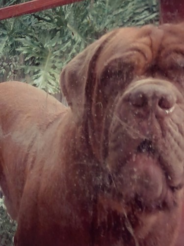 An extra large mastiff dog with a copper colored coat, a lot of extra skin and wrinkles, a big brown nose and a large mouth standing outside looking into a window with green leaves behind him