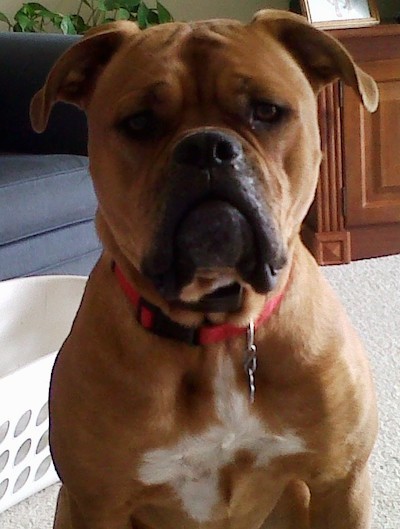Front view head and upper body shot of a large headed, extra skinned, bully looking dog with long dewlaps, a large black nose and ears that hang down to the sides and a wide chest with brown almond shaped eyes sitting down in a living room on top of a tan carpet. The dog is wearing a red collar around her thick neck.