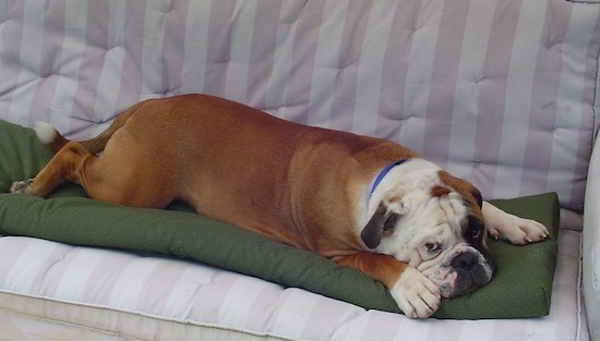 A thick, muscular, wide dog with a very large head, big paws, a long tail, wrinkles on his head and extra skin under his arms with a white face, black nose and droopy eyes laying down on a white and pink couch on top of a green blanket.
