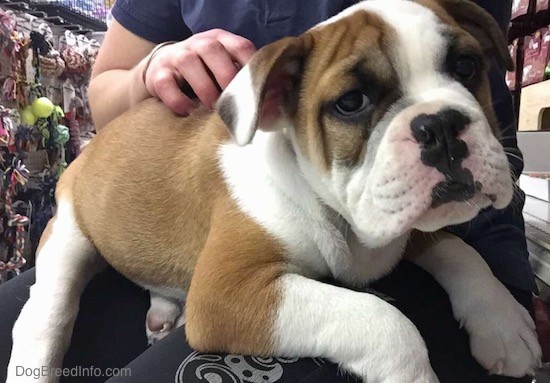 white and tan english bulldog