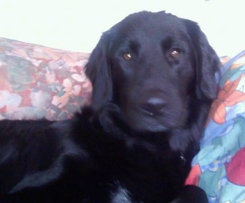 A shiny black dog with ears that hang down to the sides, wide round brown eyes, a black nose and a little bit of white on his chest laying down on a flowered couch leaning against a floral pillow.