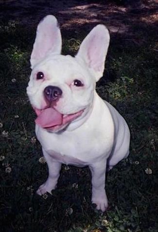 mixed french bulldog