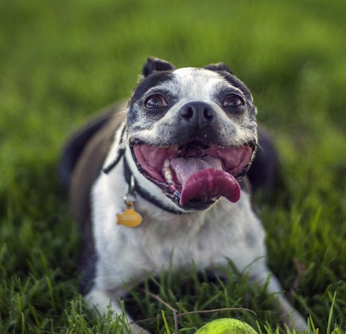 Front view of a small dog with a round head, buldging brown eyes, a black nose and a pink tongue that is sticking out and curled with a big wide mouth and a wide chest laying in the grass with a green tennis ball in front of her.